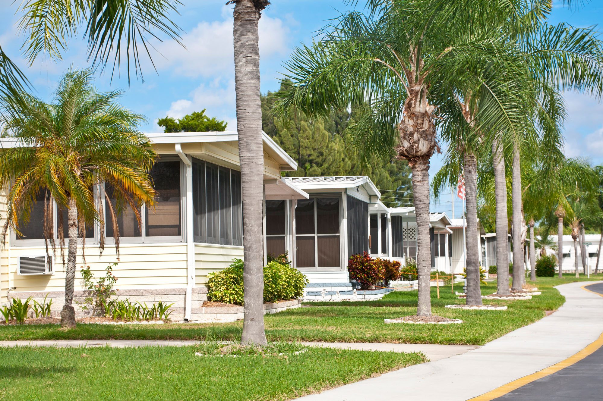Palm & Pines